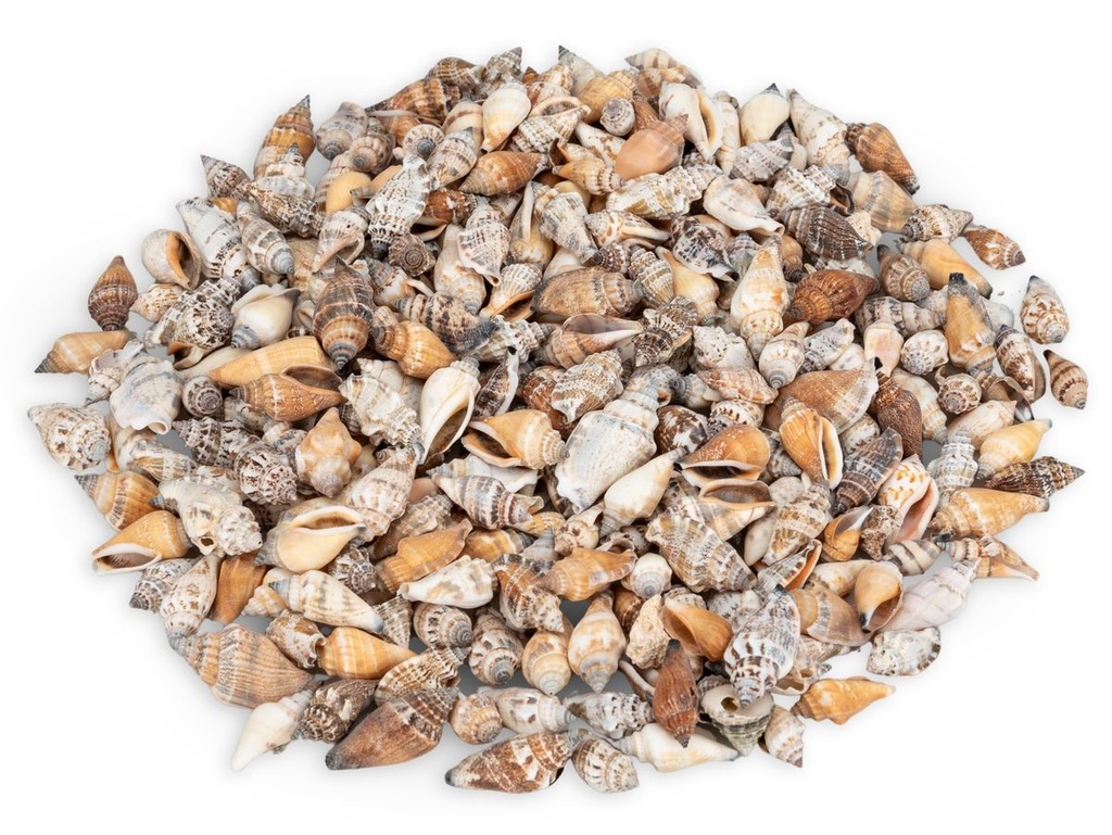 Canarium urceus 0,5 kg 2-6 cm ca. 100-200 Stück Flügelschnecken Deko Basteln