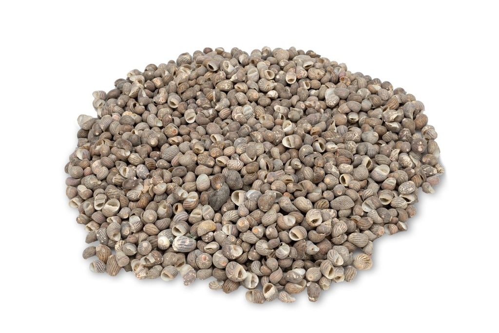 Nerita polita 1 kg 1-2 cm kleine Schneckenhäuser Streudeko Mosaik Deko maritim