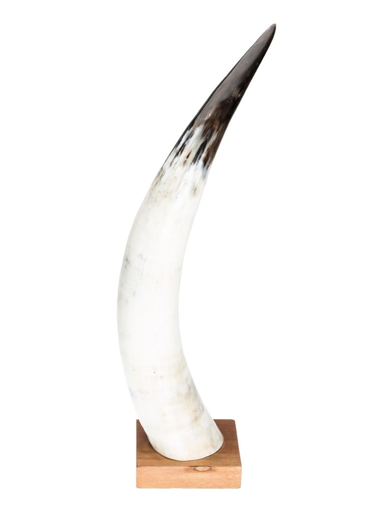 Rinderhorn poliert, Hornlänge ca. 50-59 cm, auf einem Holzständer