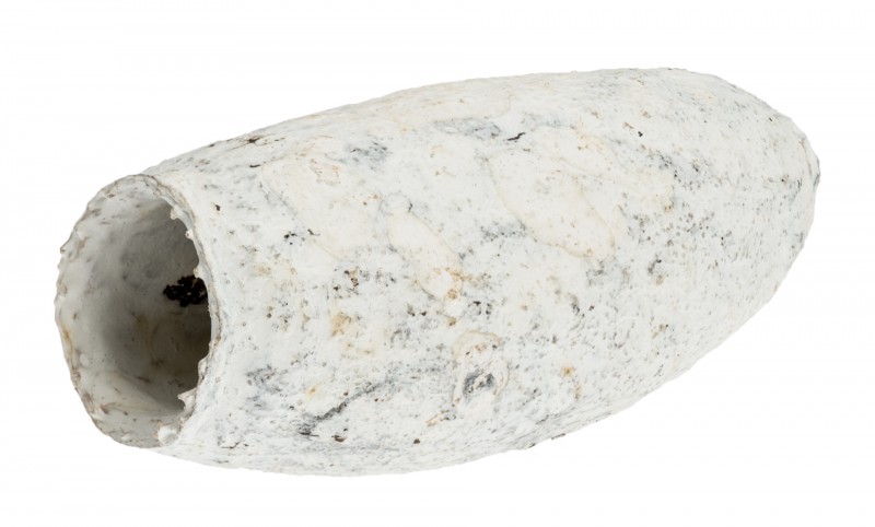 Jecetiba 7-9cm weiß | Cariniana legalis