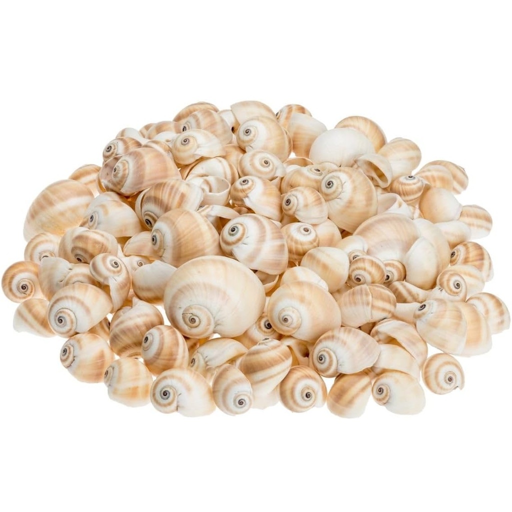 Schnecke Mattukan 1 kg 2-5 cm ca. 150 Stück Natica vitellus Muscheln Basteln