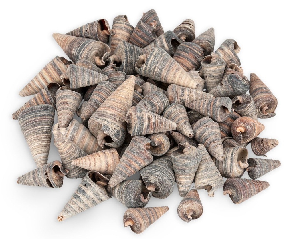 Telescopium telescopium 0,5 kg 3-6 cm Turmschnecken Schneckenhäuser Deko Basteln