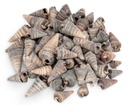 Telescopium telescopium 0,5 kg 3-6 cm Turmschnecken Schneckenhäuser Deko Basteln