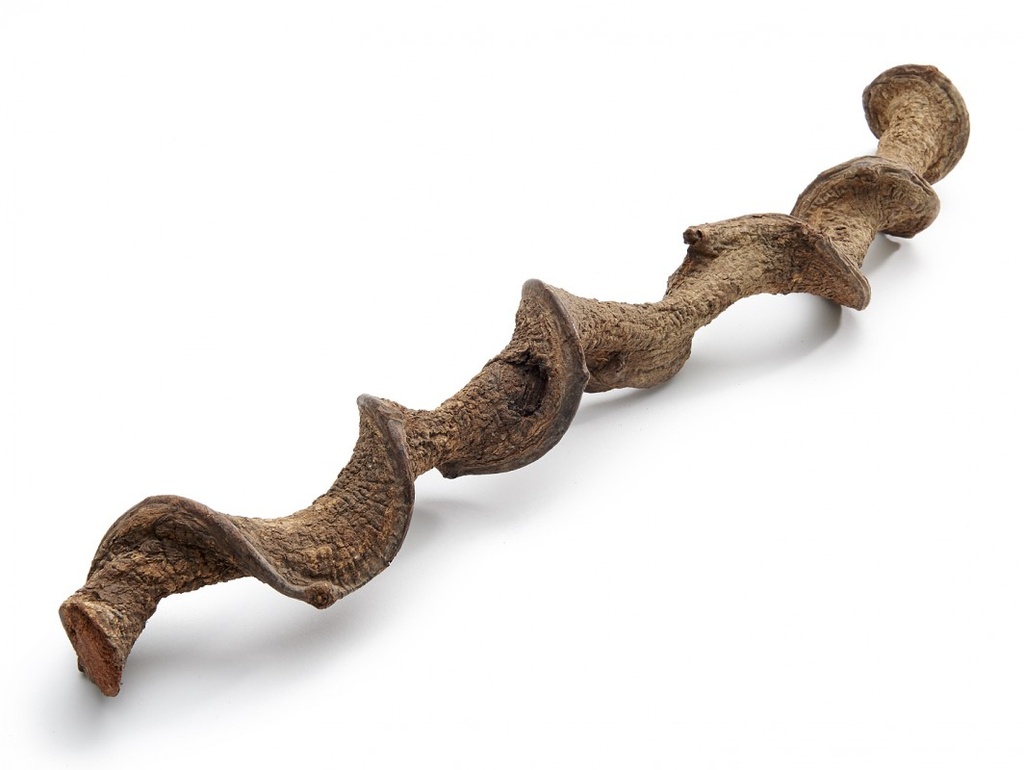 Drachen Liane Natur, Länge ca. 200 cm, Ø ca. 3-6 cm