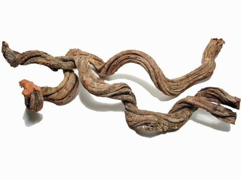 Cipo Rosca Liane ca. 200 cm Ø 17 cm große Dekoliane Naturliane Brasilien Deko