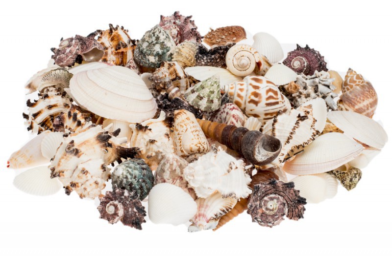 Muschelmix Large ca. 0,5 kg große Muscheln Schneckenhäuser gemischt Deko Basteln