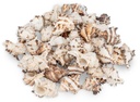 Murex endivia 1 kg 4-10 cm Endivienschnecke Stachelschnecke Schneckenhaus Deko