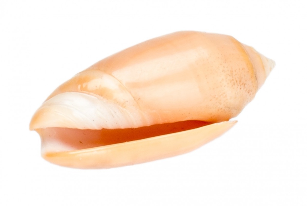 Oliva amethystina, Größe ca. 4-5cm  | Oliven-Schnecke