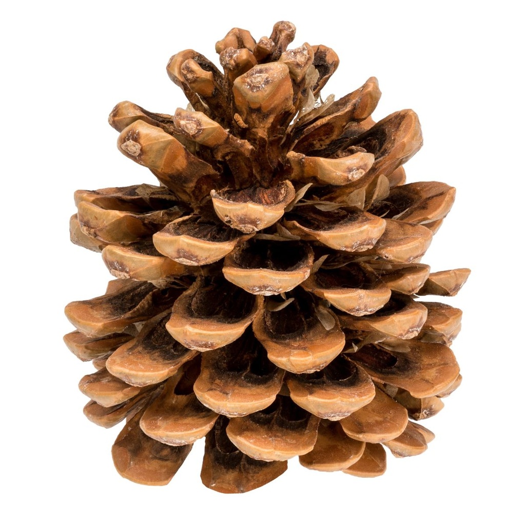 Pinienzapfen einzeln 12-14 cm, Pinus pinea aus der Türkei Deko Natur Naturdeko