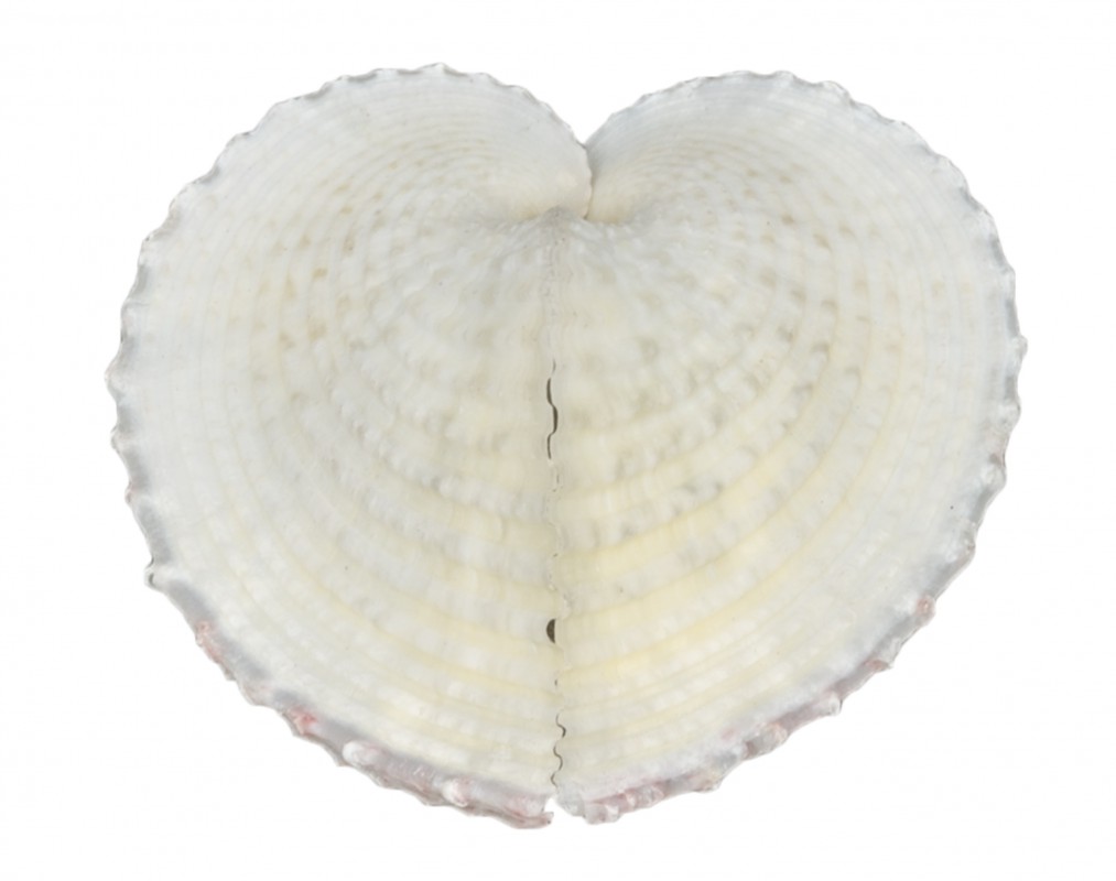 Corculum cardissa ca. 6 cm weiße Herzmuschel Deko Hochzeit maritim Tischkarte