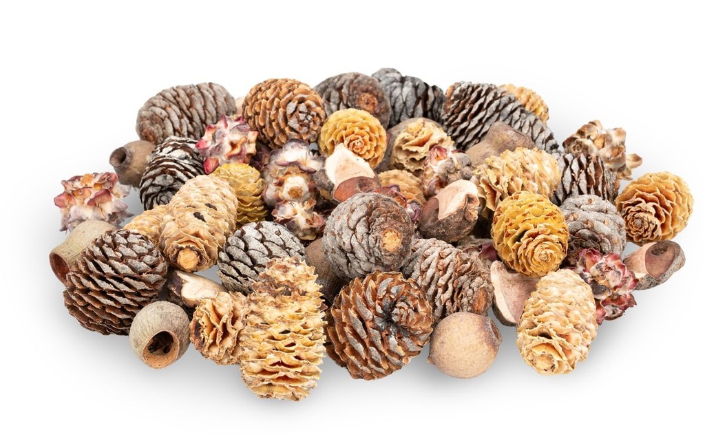 Dekozapfen-Mix aus Südafrika, verpackt mit 0,5 kg, Größe ca. 2-4cm ca. 60-80 einzelne Naturzapfen | Tannenzapfen