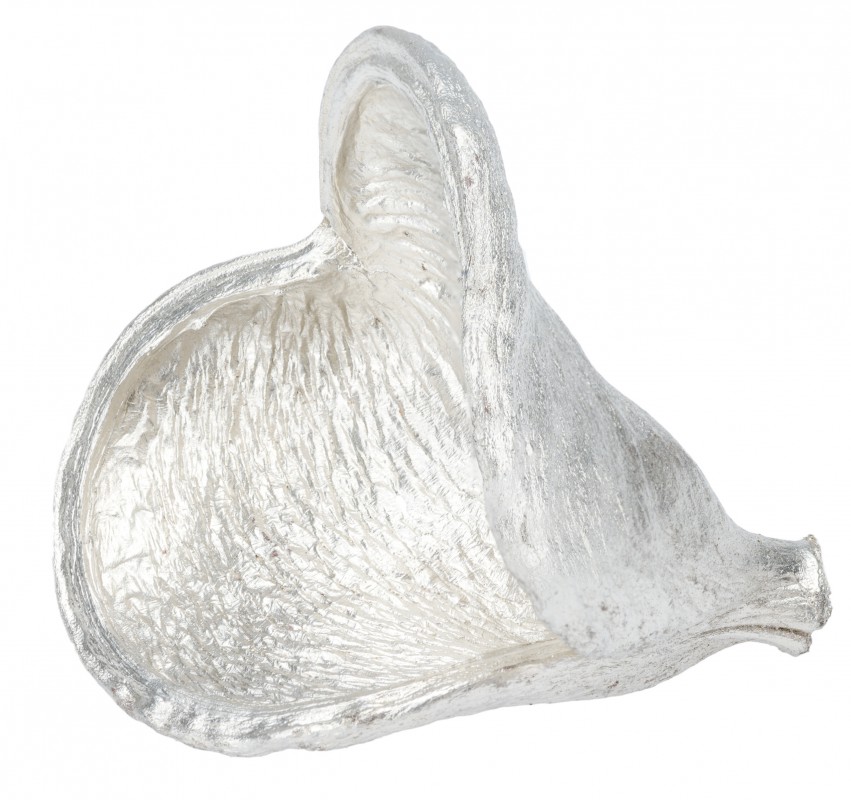 Badam Schote champagne ca. 9-12cm