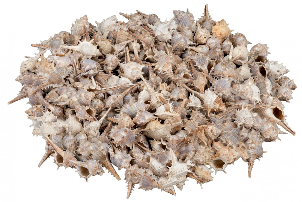Murex trapa 1 kg 3-7 cm kleine Stachelschnecken Schneckenhäuser Deko maritim