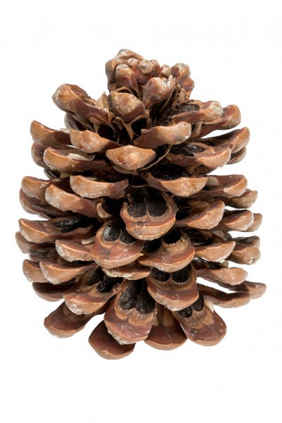 Pinienzapfen einzeln 8-12 cm Pinus pinea groß geöffnet Tannenzapfen Deko Basteln