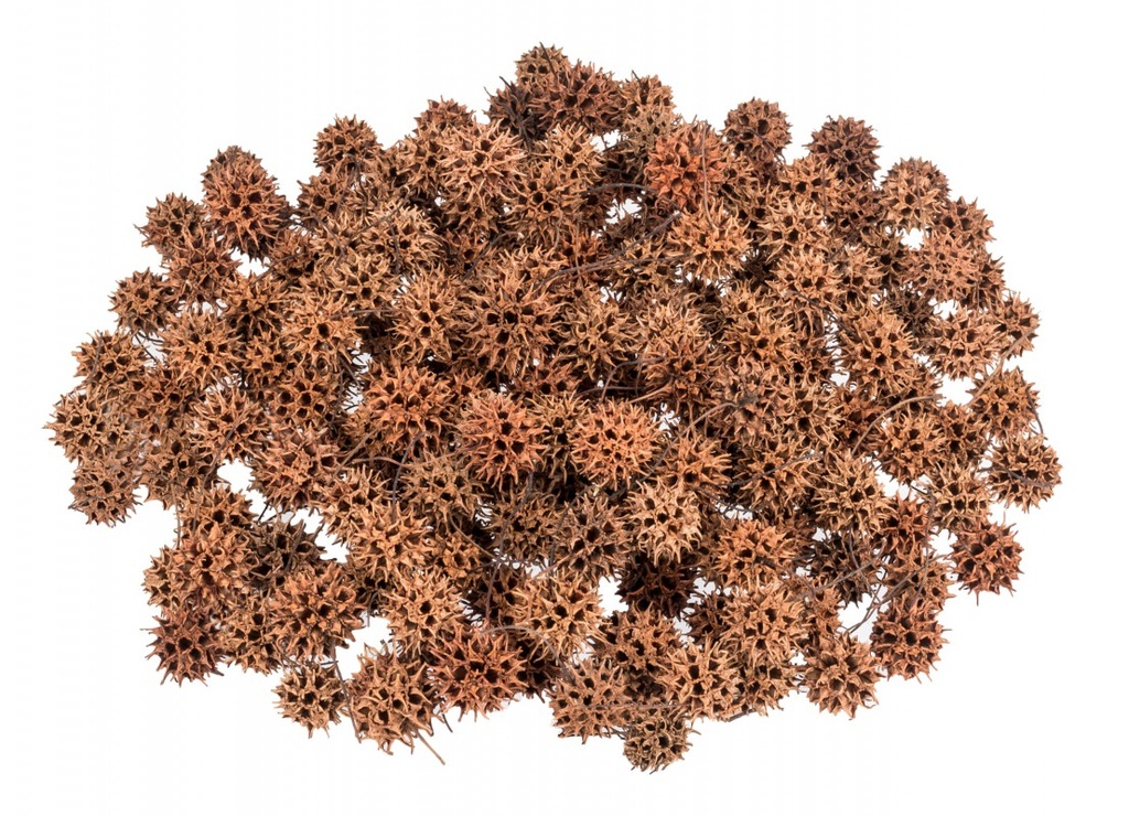 Amberbaum Zapfen im Beutel mit 250g, Größe ca. 2-3cm | Liquidambar styraciflu