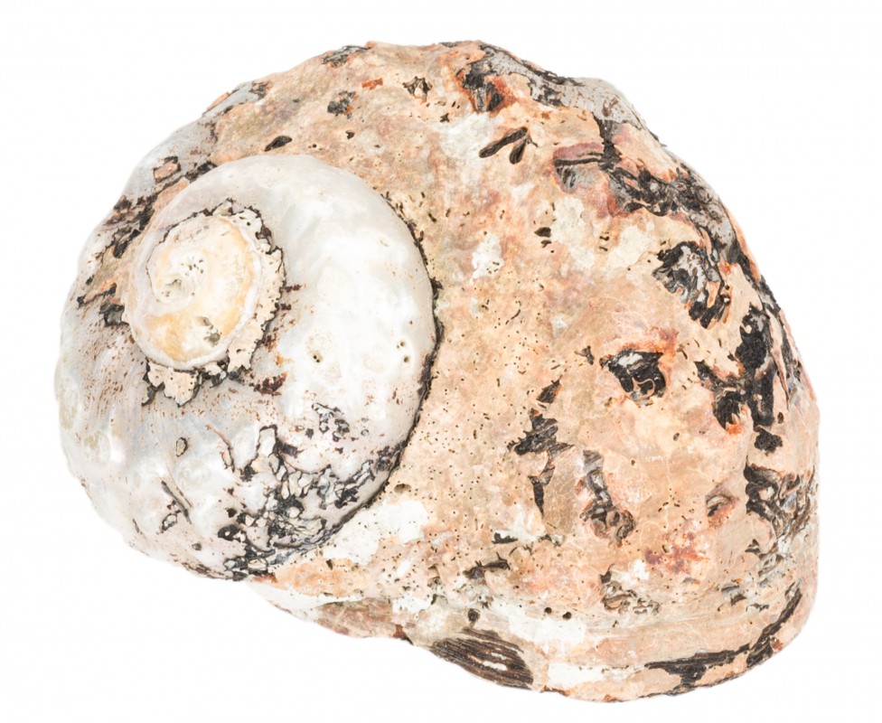 Turbo sarmaticus 6-8 cm ungeschliffen Turbanschnecke Schneckenhaus Südafrika