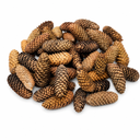 Fichtenzapfen 1 kg ca. 40-50 Stück 6-12 cm Picea abies Rotfichte Zapfen Basteln