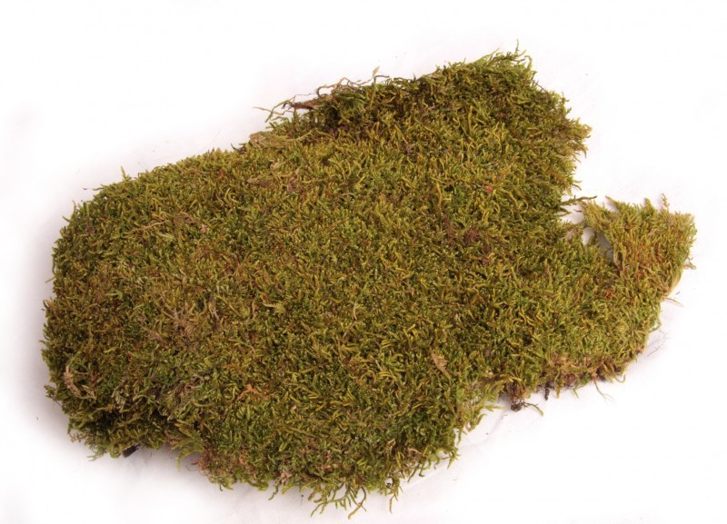 Moosplatten natur 50 g Plattenmoos getrocknet Kokedama Moosbild Bastelmoos Deko