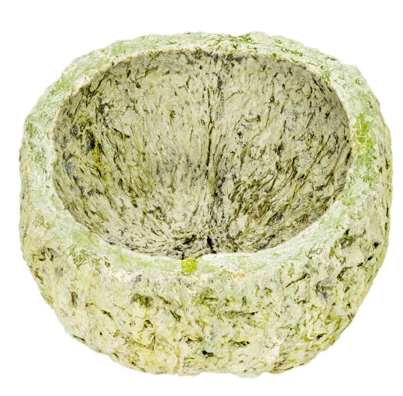 Qurico in Stone Washed Apfelgrün, Größe ca. 7-10cm | Paranussschale