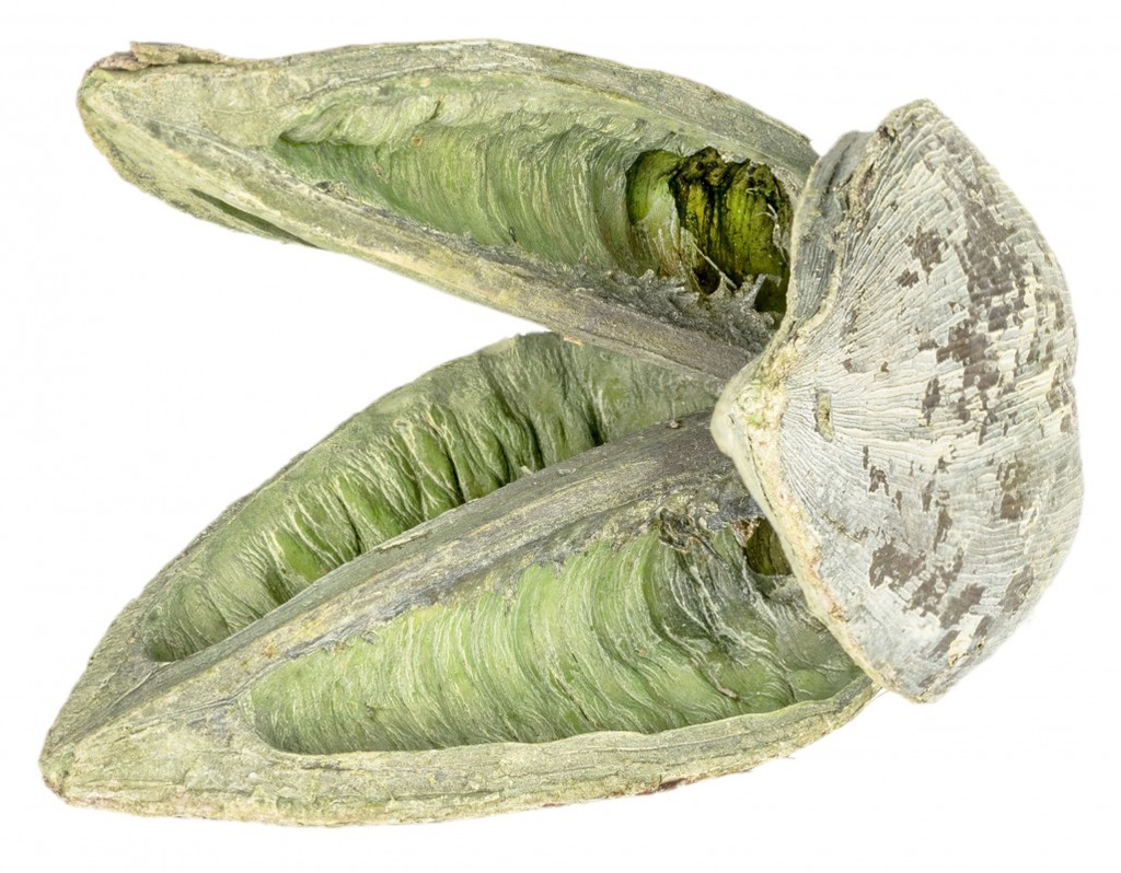 Sororoca Frucht stone washed apfelgrün ca. 10-15cm