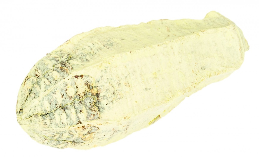 Mahagoni Kern apfelgrün ca. 8-12cm