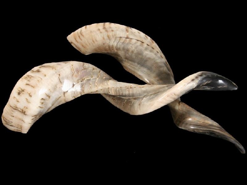 Schafshorn poliert 36-40 cm echtes Horn Afrika Widderhorn groß Deko Sammler