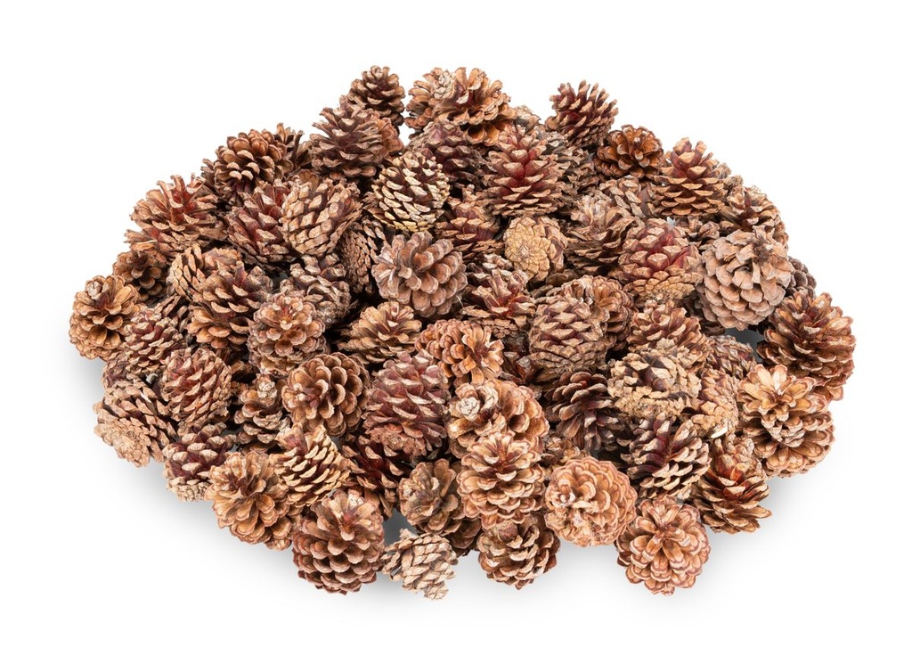 Bergkiefer Zapfen 0,5 kg ca. 100-130 Stück 3-5 cm Pinus mugo Kranz Basteln