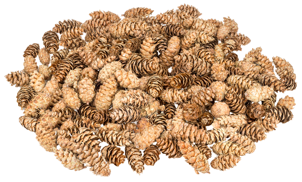 Douglasien Zapfen 1 kg ca. 150 Stück 5-8 cm Pseudotsuga Dekozapfen Kranz Advent