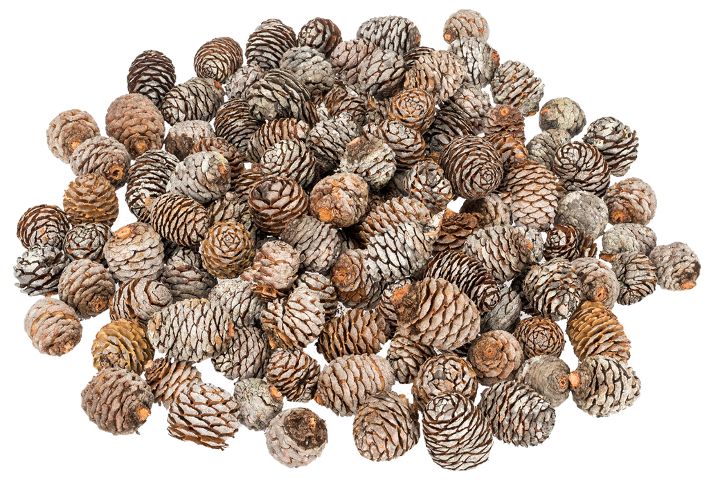 Muirii-Zapfen in Natur, Größe ca. 3-5 cm, 0,5kg | Leucadendron muirii