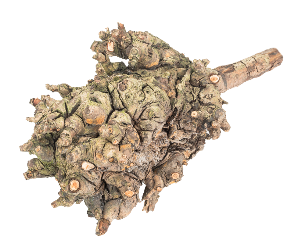 Kopfweide ca. 30-50cm | Dekoholz