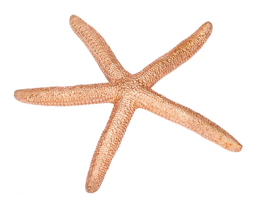 Linckia laevigata kupfer 10-15 cm Schlangenseestern gefärbt Weihnachten maritim