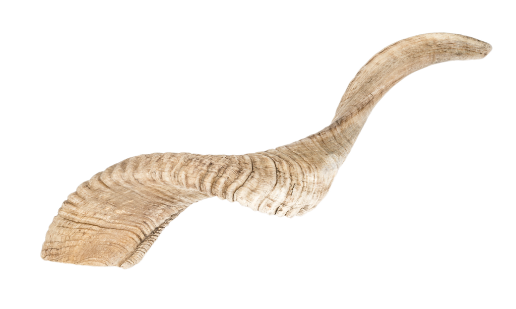 Schafshorn in Natur mit einer Länge zwischen 36 und 40cm