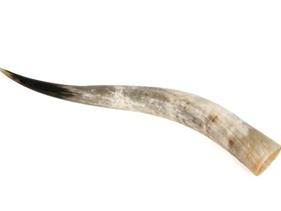 Rinderhorn poliert 70-79cm