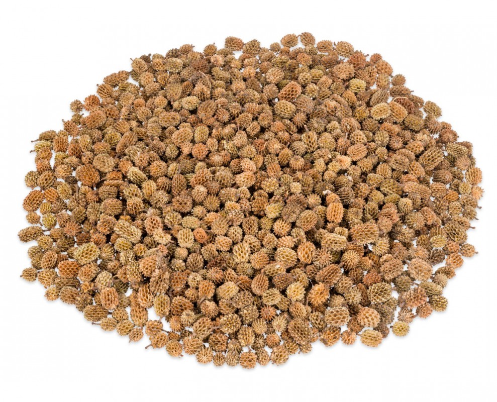 Kasuarinen Zapfen natur 0,4kg | Casuarina equisetifolia | Kleine Dekozapfen | Kliene Tannenzapfen | Tannen Zapfen | Naturzapfen