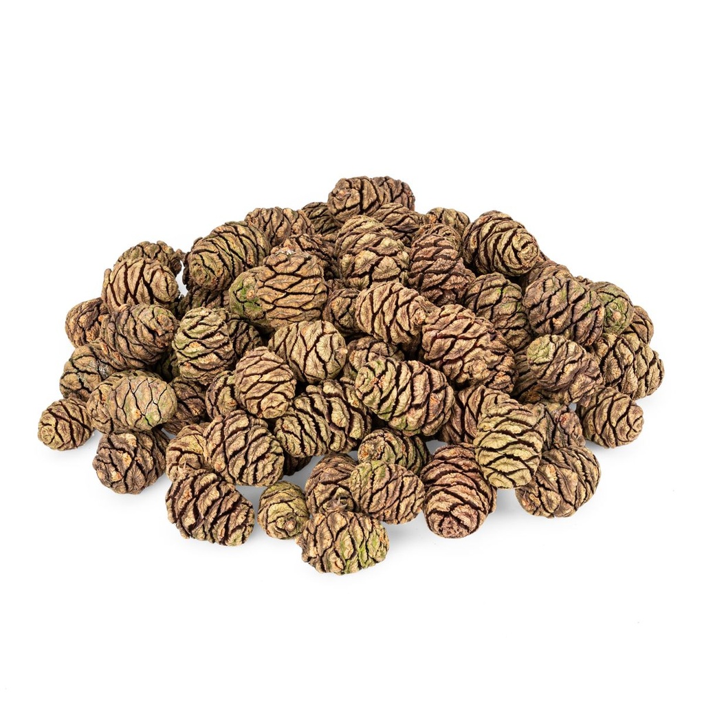 Mammutbaumzapfen 1 kg ca. 90 Stück 3-5 cm Sequoia Zapfen Deko Basteln Natur