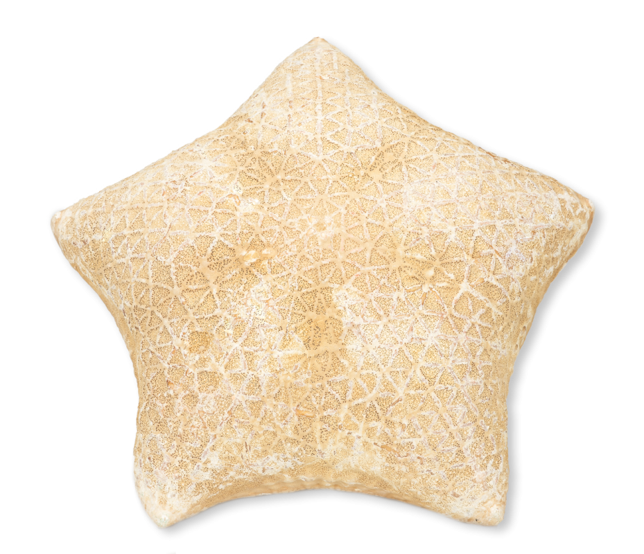 Culcita novaeguineae ca. 20 cm Kissenseestern Seestern maritim Deko Vitrine groß