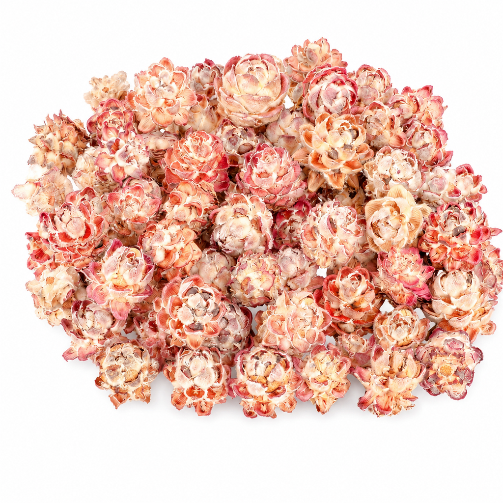 Leucadendron pubescens verpackt im Beutel mit 0,5kg, ca. 70-80 Köpfe | Getrocknete Protea | Trockenblume | Naturdeko | exotische Dekoration