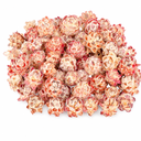 Leucadendron pubescens verpackt im Beutel mit 0,5kg, ca. 70-80 Köpfe | Getrocknete Protea | Trockenblume | Naturdeko | exotische Dekoration