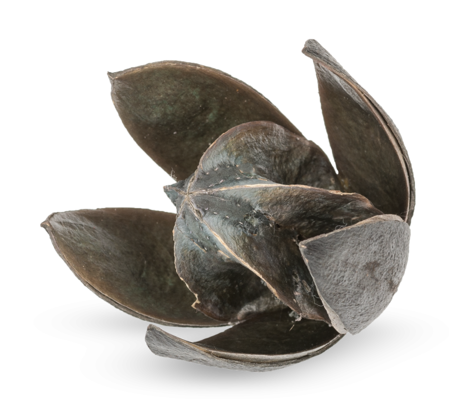 Wildlilie grau ca. 6cm | Soymida febrifuga
