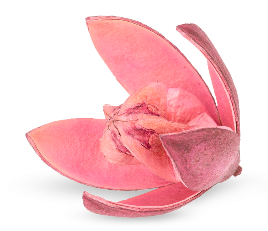 Wildlilie rosa ca. 6 cm Soymida febrifuga Trockenblume gefärbt exotisch Gesteck