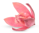 Wildlilie rosa ca. 6 cm Soymida febrifuga Trockenblume gefärbt exotisch Gesteck