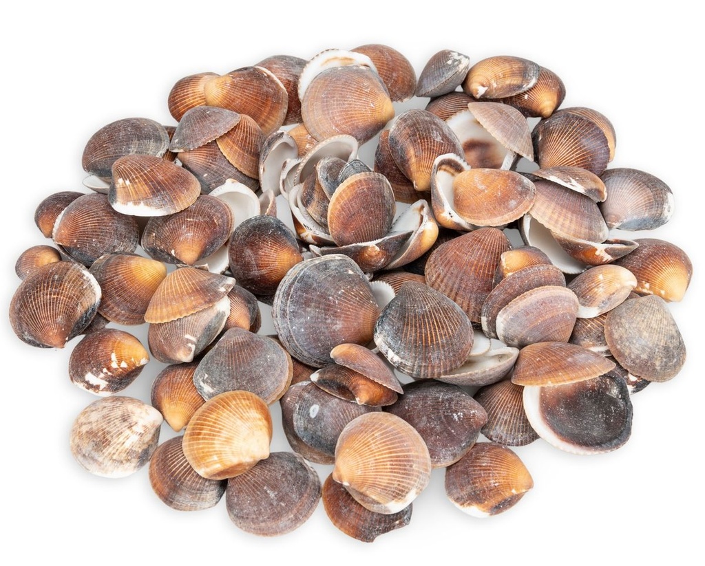 Asaphis deflorata 0,5 kg 2-5 cm ca. 90-110 Stück Venusmuscheln Natur Basteln