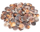 Asaphis deflorata 0,5 kg 2-5 cm ca. 90-110 Stück Venusmuscheln Natur Basteln
