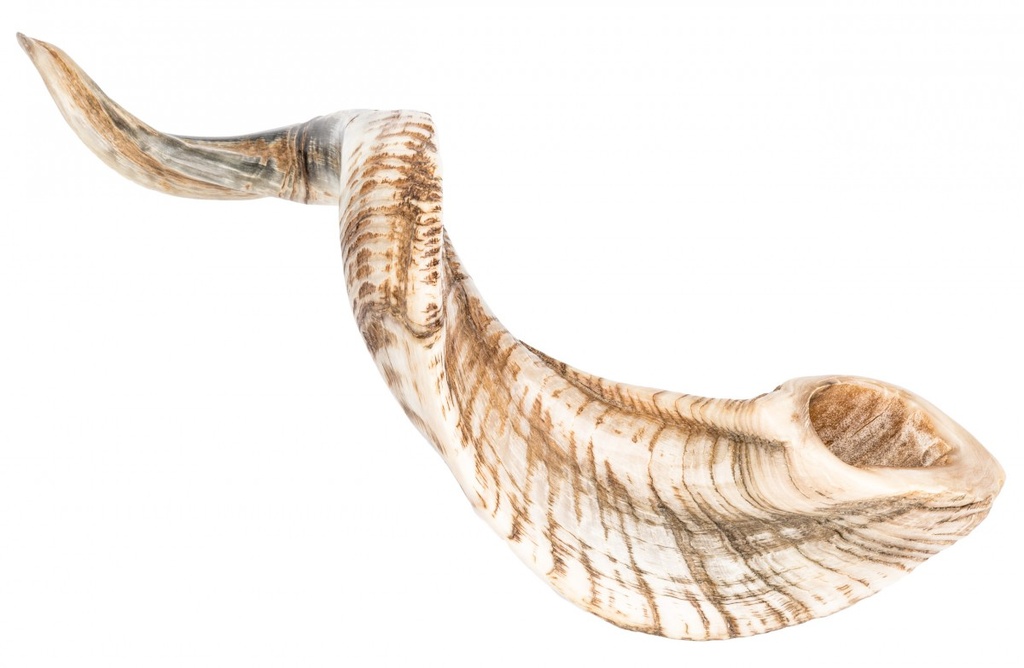 Schafshorn poliert 31-35 cm echtes Horn Nigeria Widderhorn Deko Sammler Vitrine