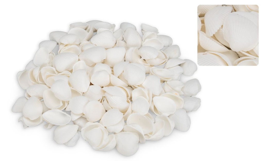 Anadara ovalis 0,5 kg 3-5 cm ca. 140-160 Stück weiße Muscheln Basteln Deko Glas