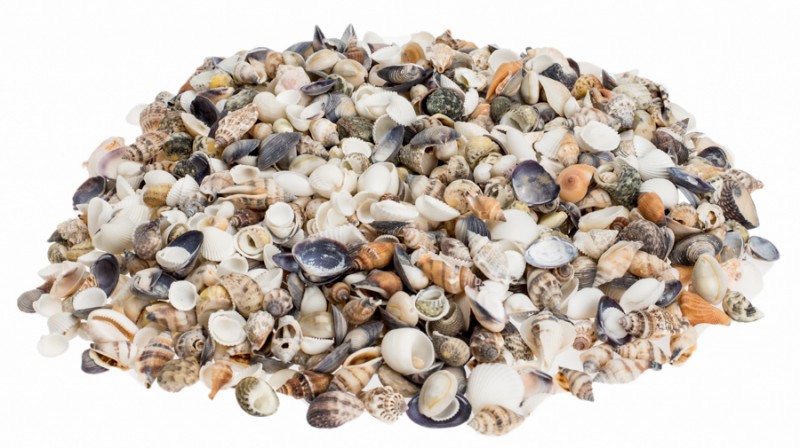 Muschelmix Small 0,5 kg kleine Muscheln Schnecken Basteln maritime Deko Natur