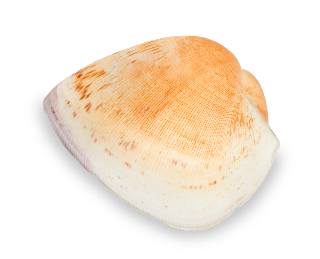 Cucullaea labiata 7-9 cm Arkmuschel Natur Muschelschale Deko Sammlerstück