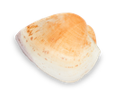 Cucullaea labiata 7-9 cm Arkmuschel Natur Muschelschale Deko Sammlerstück