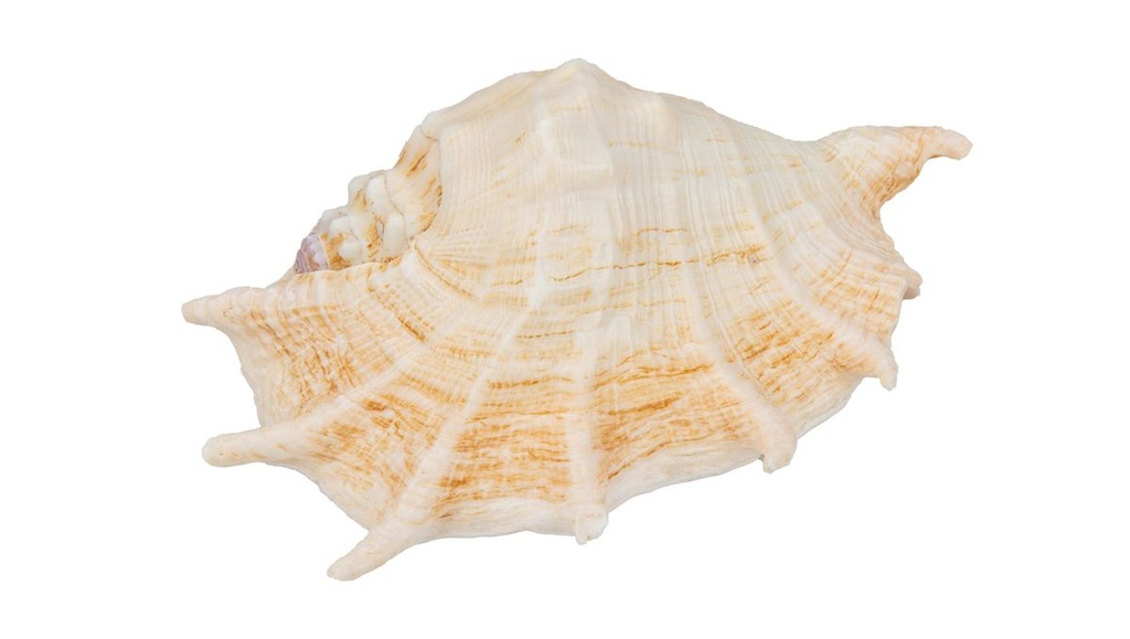 Lambis truncata 20-30 cm Riesenspinnenmuschel Flügelschnecke Schneckenhaus Deko