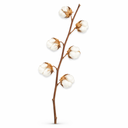 Baumwollzweig natur 65-75 cm 6 Dolden Gossypium Trockenblumen Boho Deko Winter